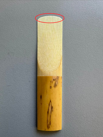 photo of alto saxophone reed with the tip circled