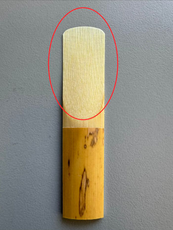 photo of alto saxophone reed with the vamp circled