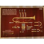 Trumpet Anatomy Poster