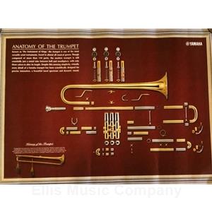 Trumpet Anatomy Poster